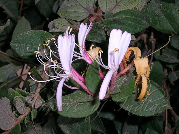 Dutch Honeysuckle
